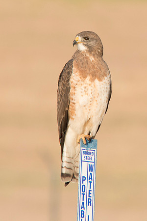 Red Tailed Hawk